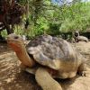 Crocodile Park / Tea Route - Image 7