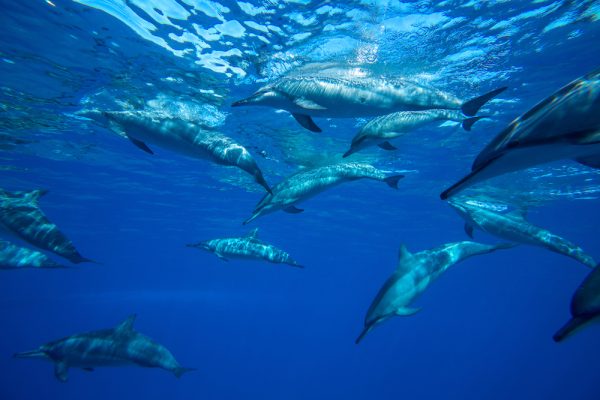 Dolphins, Whales, Sea Turtles and Rays - Image 13