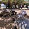 Crocodile Park / Tea Route - Image 8