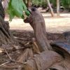 Crocodile Park / Tea Route - Image 6