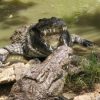 Crocodile Park / Tea Route - Image 2