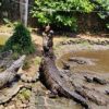 Crocodile Park / Tea Route - Image 3