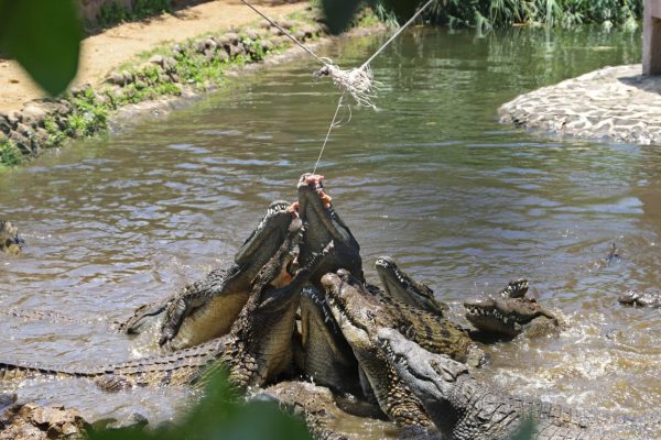 Crocodile Park / Tea Route