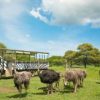 Casela Nature Park - Image 21