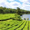 Crocodile Park / Tea Route - Image 17