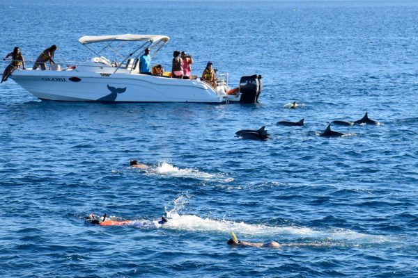 Dolphins, Whales, Sea Turtles and Rays - Image 12